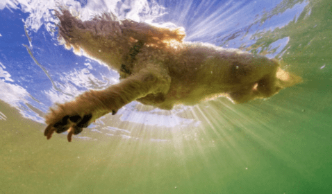 Feeding Bones to Your Dog Safely - Pip Eats