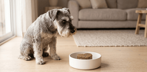 Schnauzer looking at a heart-shaped Pip Eats Luscious Lamb patty in a bowl on a living room floor