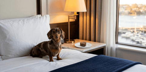 Pipsqueak the Miniature Dachshund on the bed at InterContinental Sydney Double Bay, with a Pip Eats heart-shaped patty on the marble nightstand and the Double Bay marina in the background