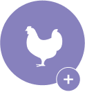 Cheeky Chicken
