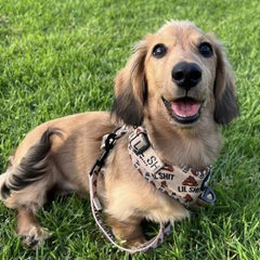 Kobi
