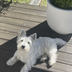 Scarlett's Westie