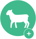 Luscious Lamb