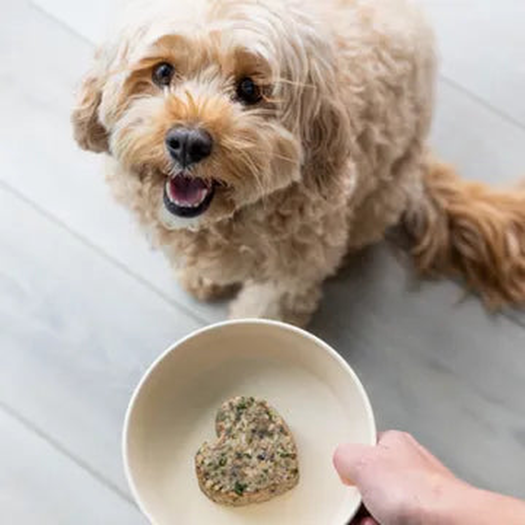 $99  to find out what your dog's been missing