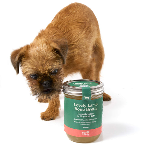 Small dog sniffing Lovely Lamb Bone Broth glass jar — Pip Eats