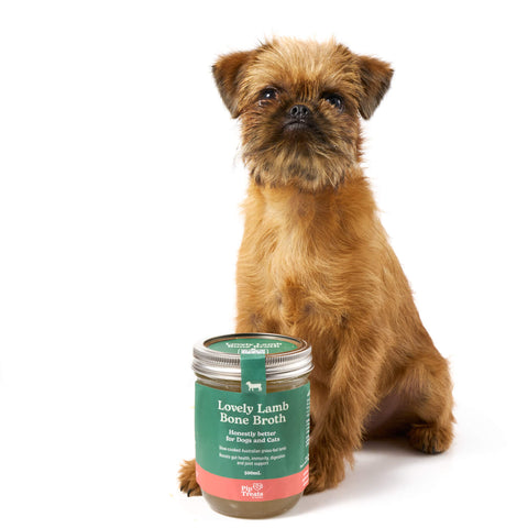 Brussels Griffon puppy with Lovely Lamb Bone Broth — Pip Eats