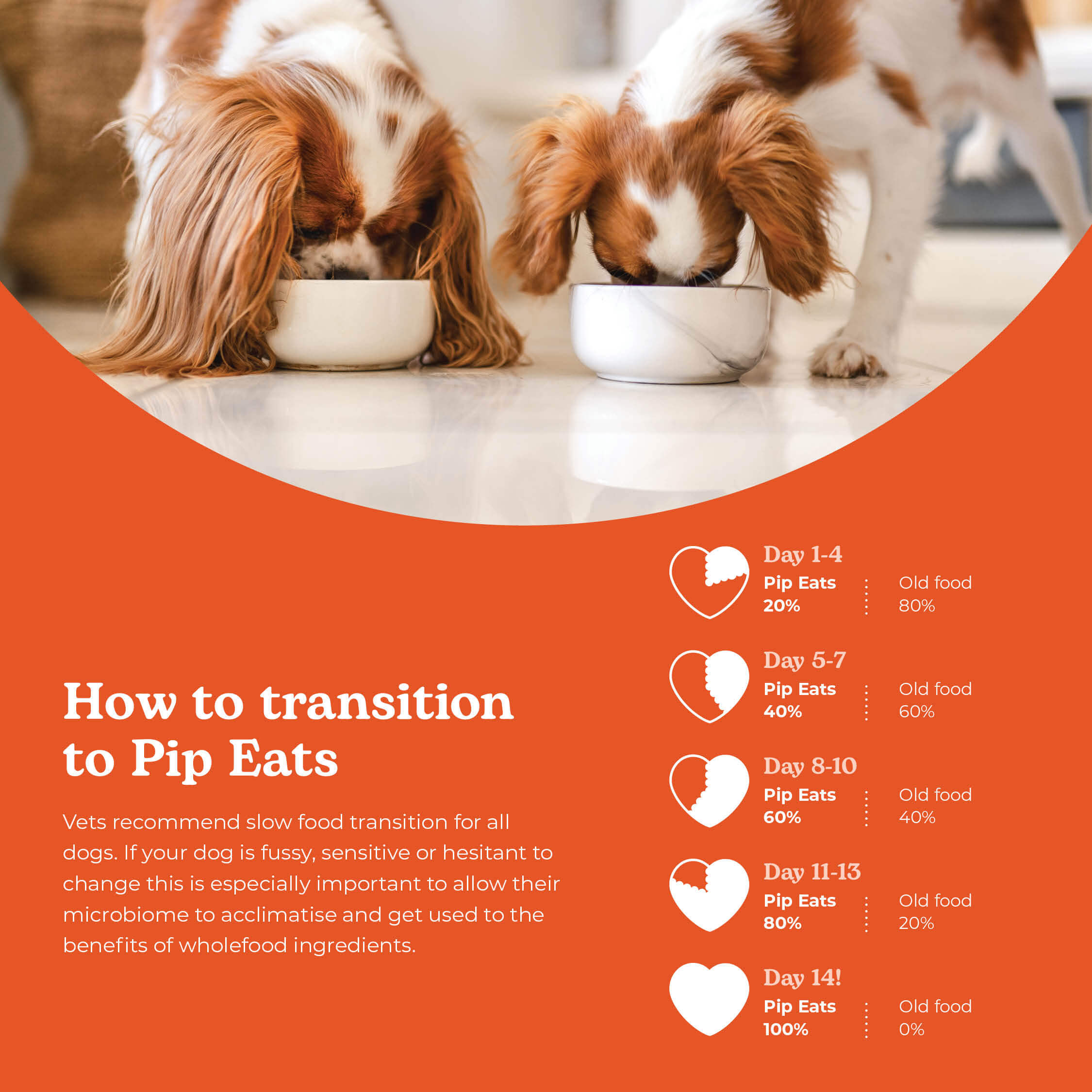 How to transition your dog to Pip Eats fresh food — 14 day guide